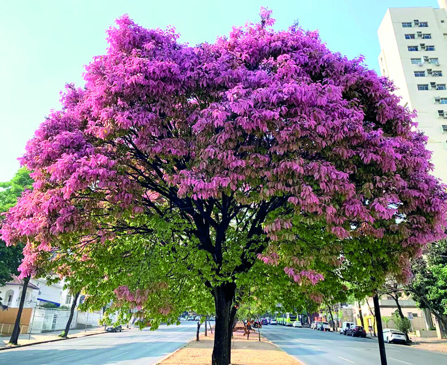 PRIMAVERA – A estação das flores