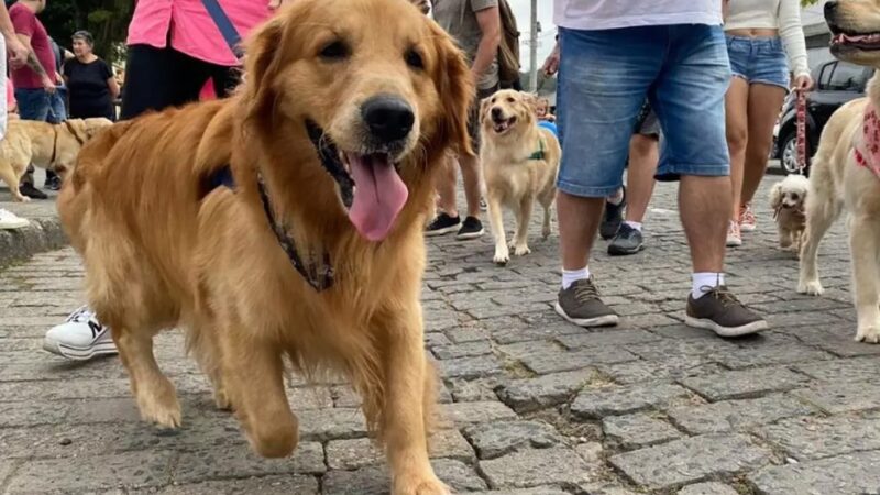 Secretaria de Meio Ambiente de Ponta Porã promove “Cãominhada” na sexta-feira