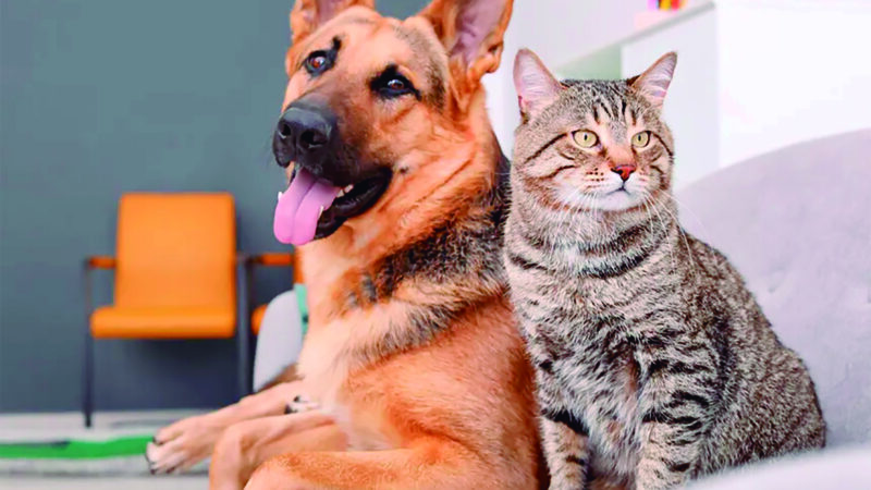 Caravana da Castração chega a Ponta Porã com atendimento gratuito para cães e gatos