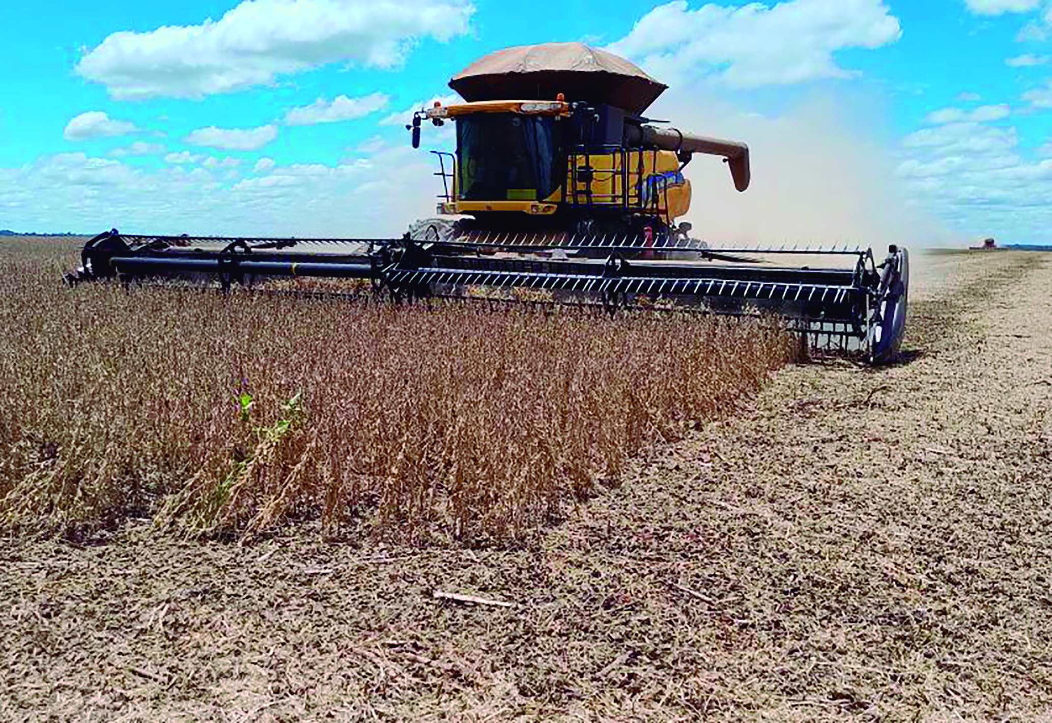 Ponta Porã lidera produção de soja em MS e está entre os 20 maiores produtores do Brasil