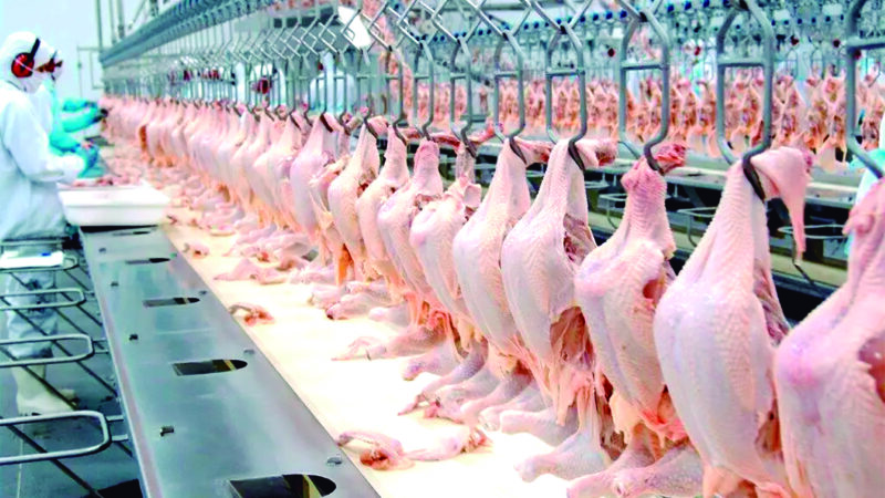 Produção de frangos cresce quase o dobro da média nacional