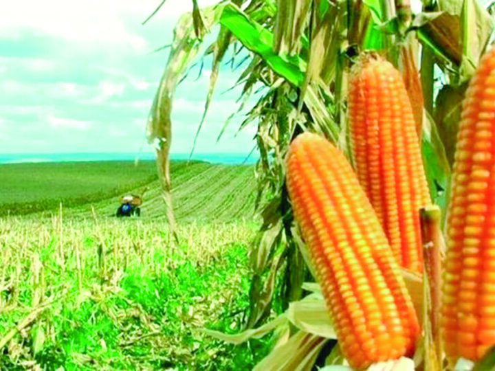 Produção de milho cresce 41% e supera 2 milhões de toneladas