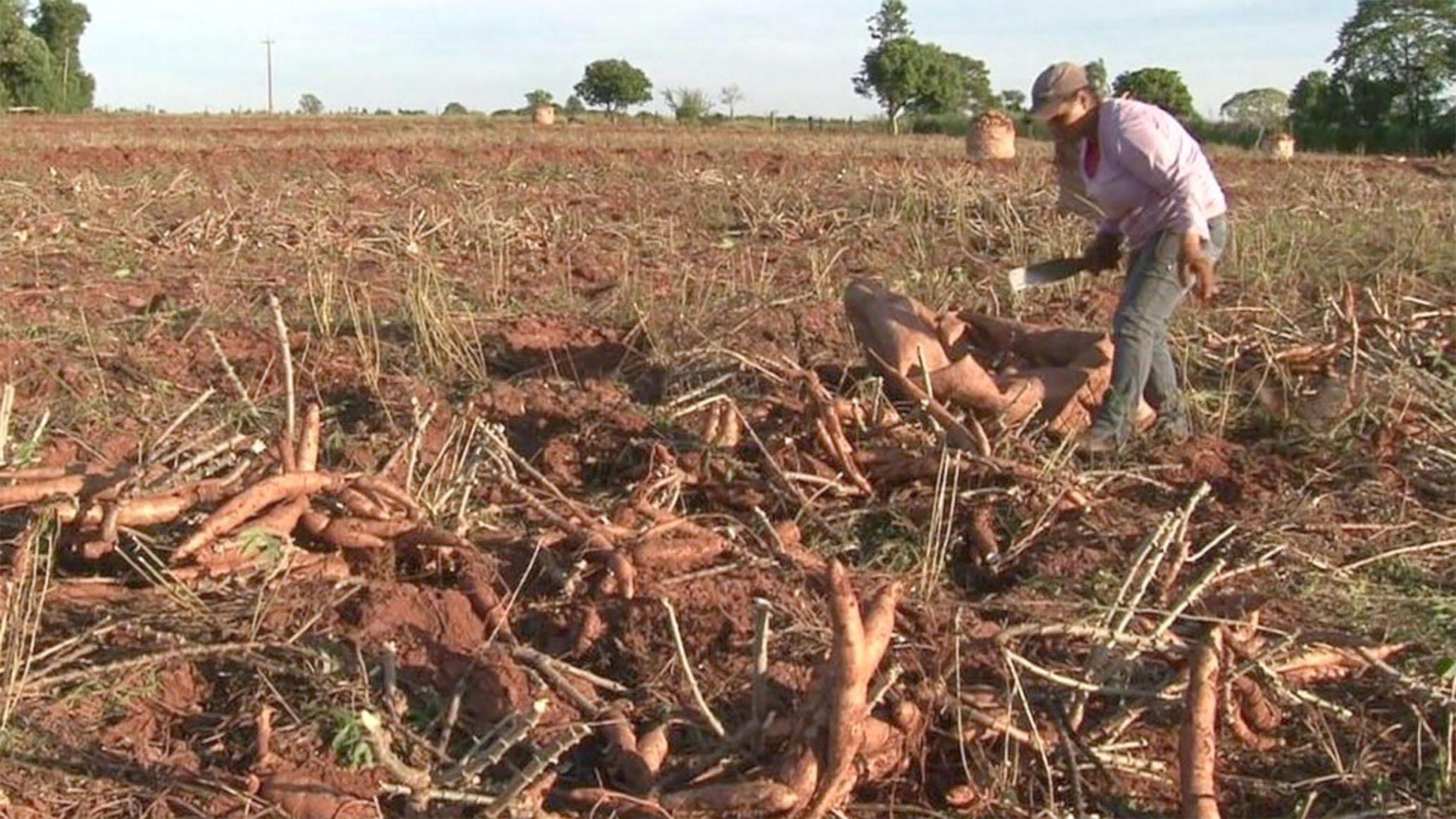 Produtores de mandioca de MS têm de cadastrar plantações para barrar vassoura de bruxa